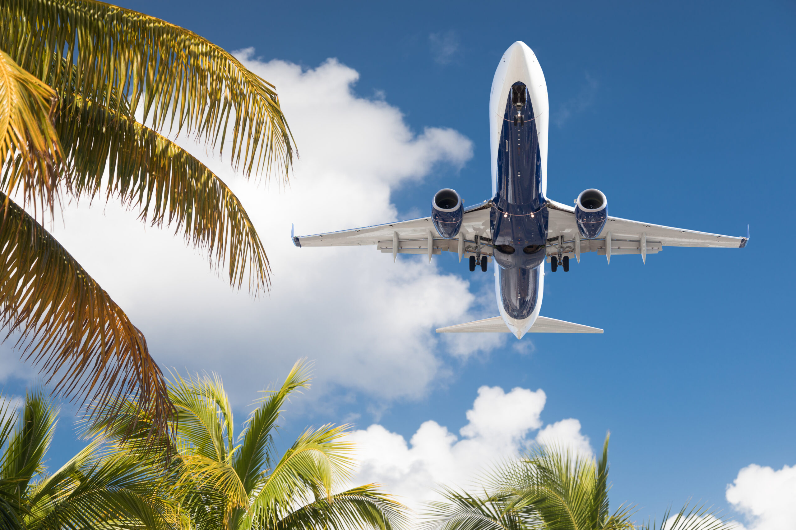 Bottom View of Passenger Airplane Flying Over Tropical Palm Trees.